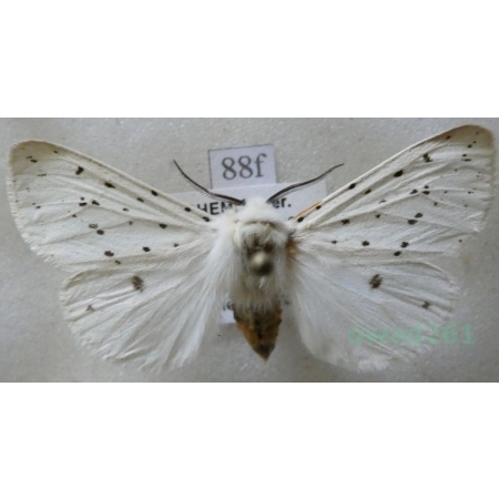 Spilosoma lubricipeda (Linnaeus, 1758) Szewnica miętówka Czech88f